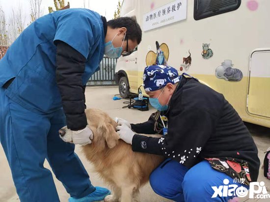 阴阳师医疗领养公益救助车开启治愈之旅 跨次元守护流浪动物